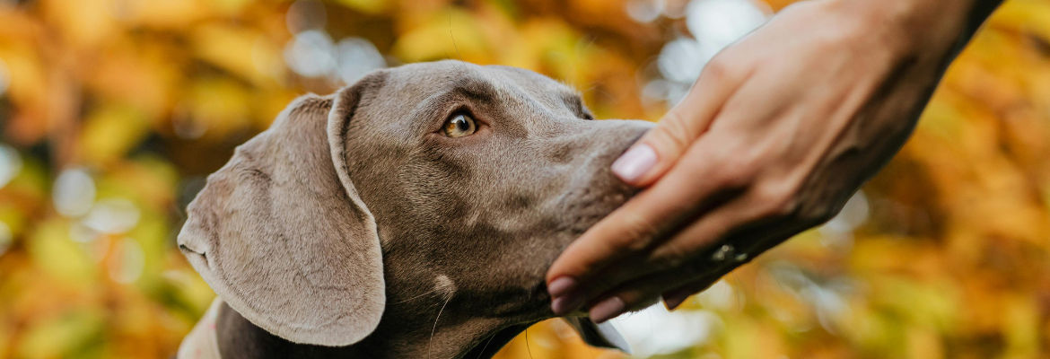 dog nose touch